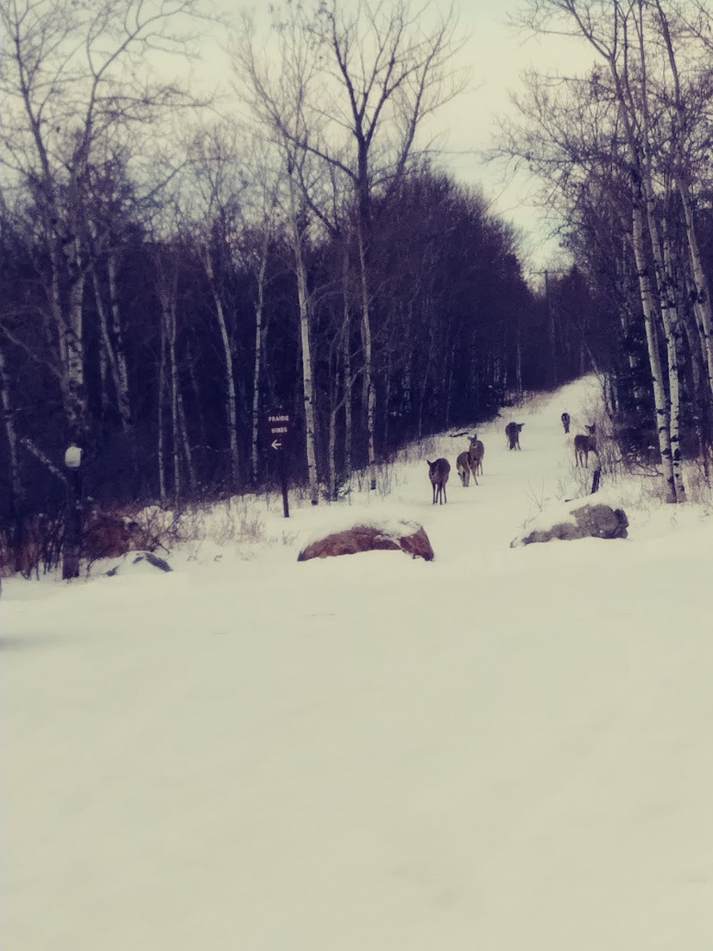 Deer Viewing Trail | Springfield, MB R0E 1J0, Canada