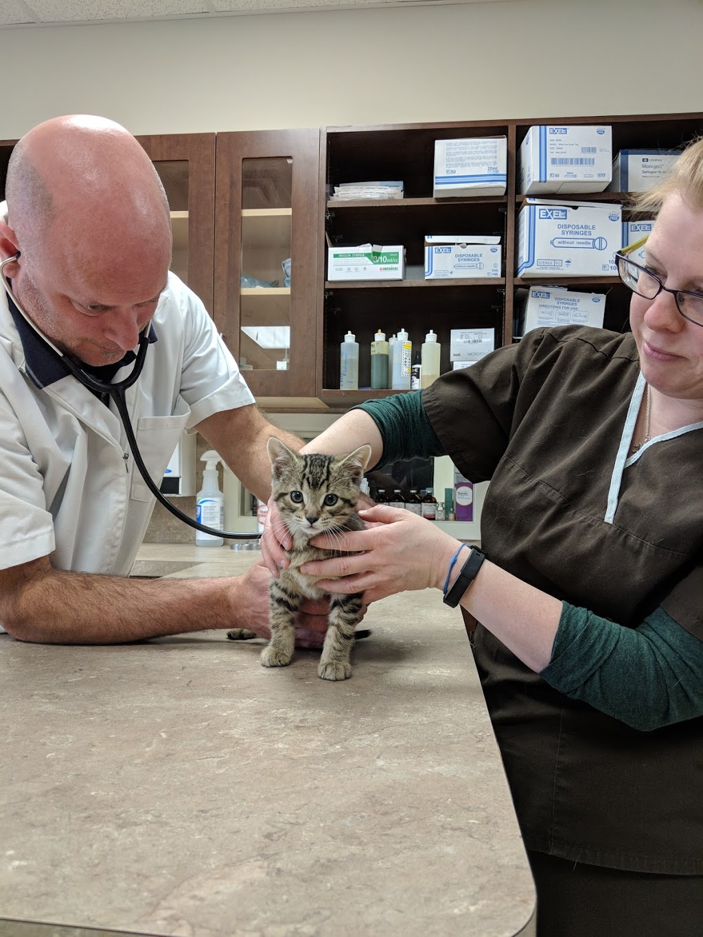 Wilsons Animal Hospital | 105 Hartzel Rd, St. Catharines, ON L2P 1N2, Canada | Phone: (905) 682-7857