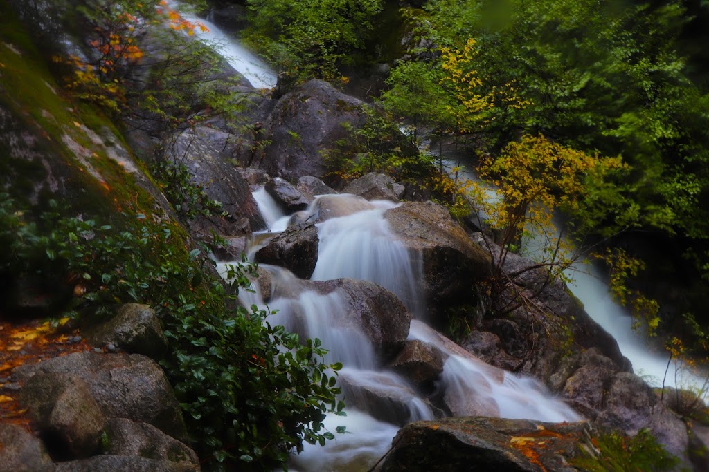 Guided Forest Walks- Leaning on Trees | 301 N Shore Rd, Lake Cowichan, BC V0R 2G0, Canada | Phone: (250) 986-9291