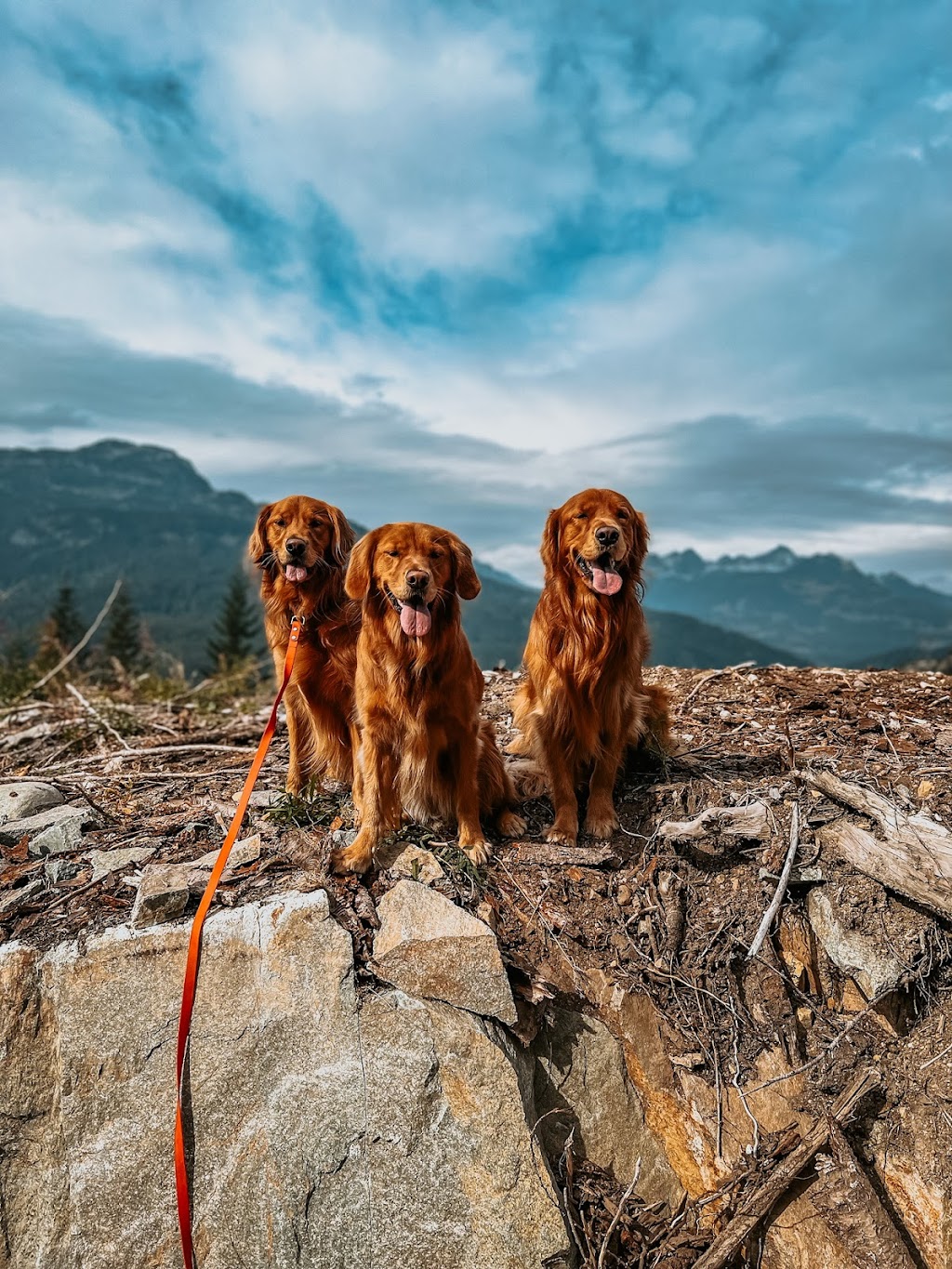 Fir and Bark | 38902 Bowen Ave #4, Squamish, BC V8B 0E8, Canada | Phone: (902) 441-9897