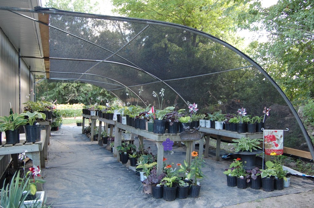 TrueNorthDaylilies | 59 Hutchinson Rd, Warkworth, ON K0K 3K0, Canada | Phone: (705) 924-1071