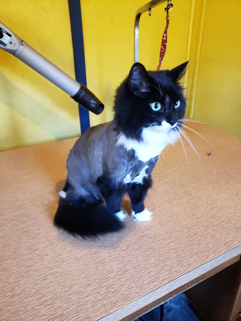 PawsAtively Divine Pet Grooming | 136 NB-121, Bloomfield, NB E5N 7V1, Canada | Phone: (506) 653-7393