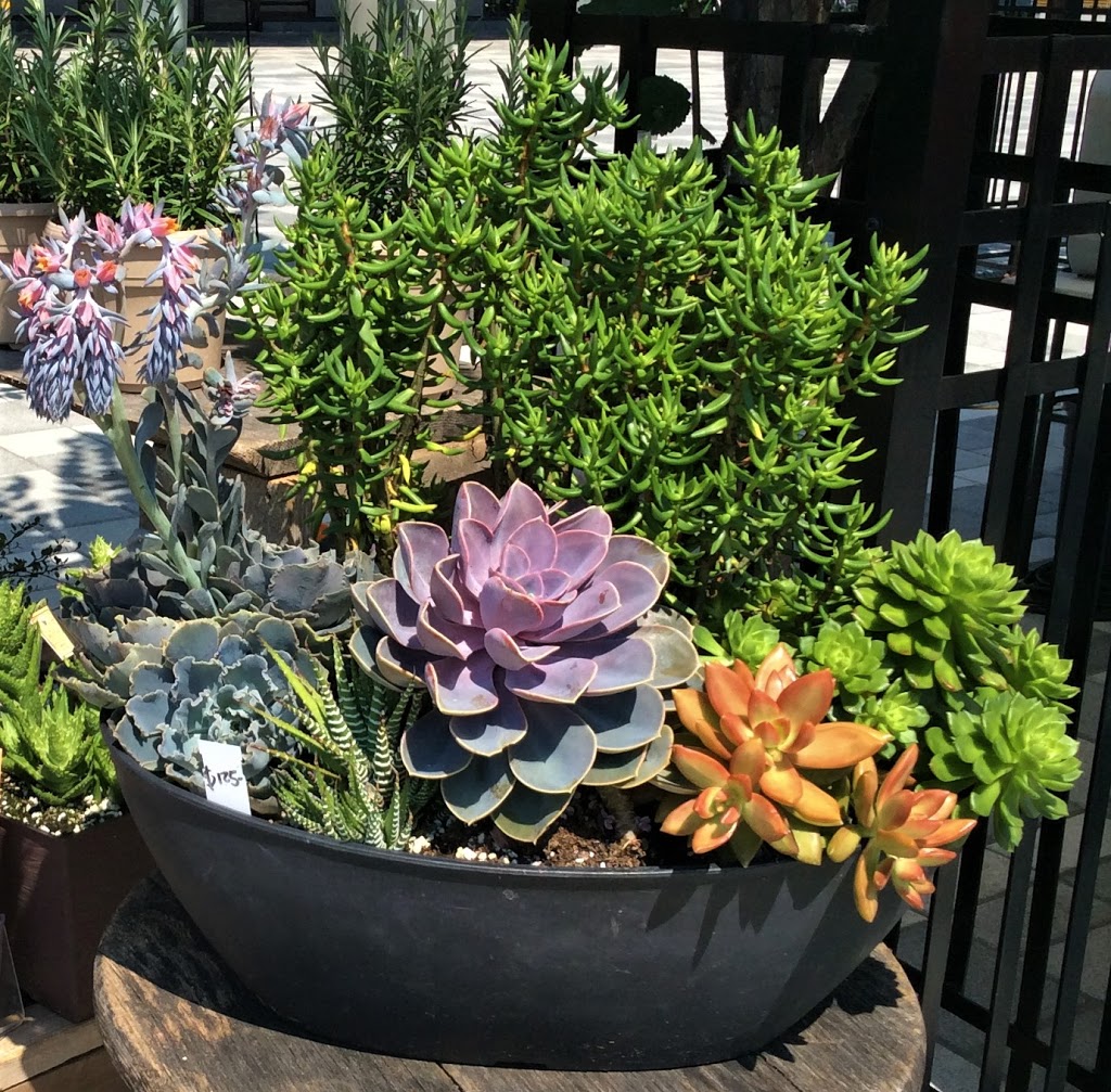 Kiwi Gardens | 687 Harper Rd, Perth, ON K7H 3C9, Canada | Phone: (613) 267-7384