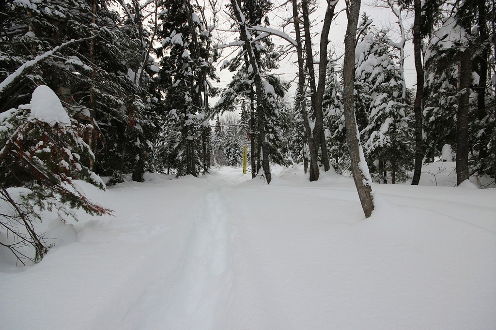 Forestia du Fief | 94 Chemin du Fief, Petite-Rivière-Saint-François, QC G0A 2L0, Canada | Phone: (819) 818-3937
