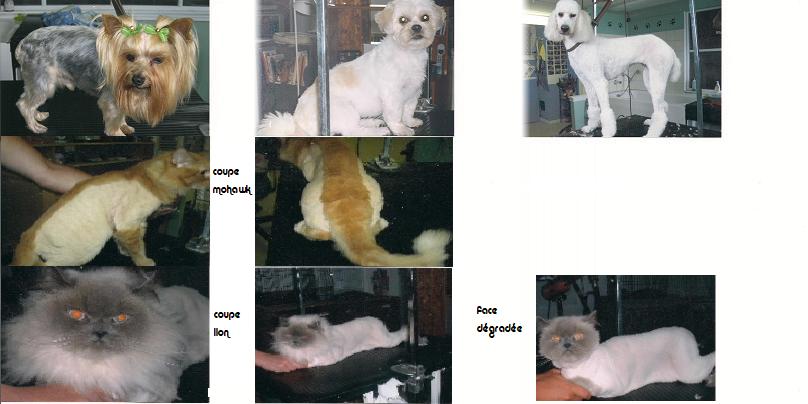 AT BEAUTY SALON DOG AND CAT | 1735 Av. de la Famille, Québec, QC G2G 1M2, Canada | Phone: (418) 877-5171