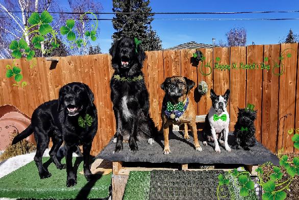 Wildsands Petcare & training | 321 61 Ave SW, Calgary, AB T2H 2W7, Canada | Phone: (403) 816-3192