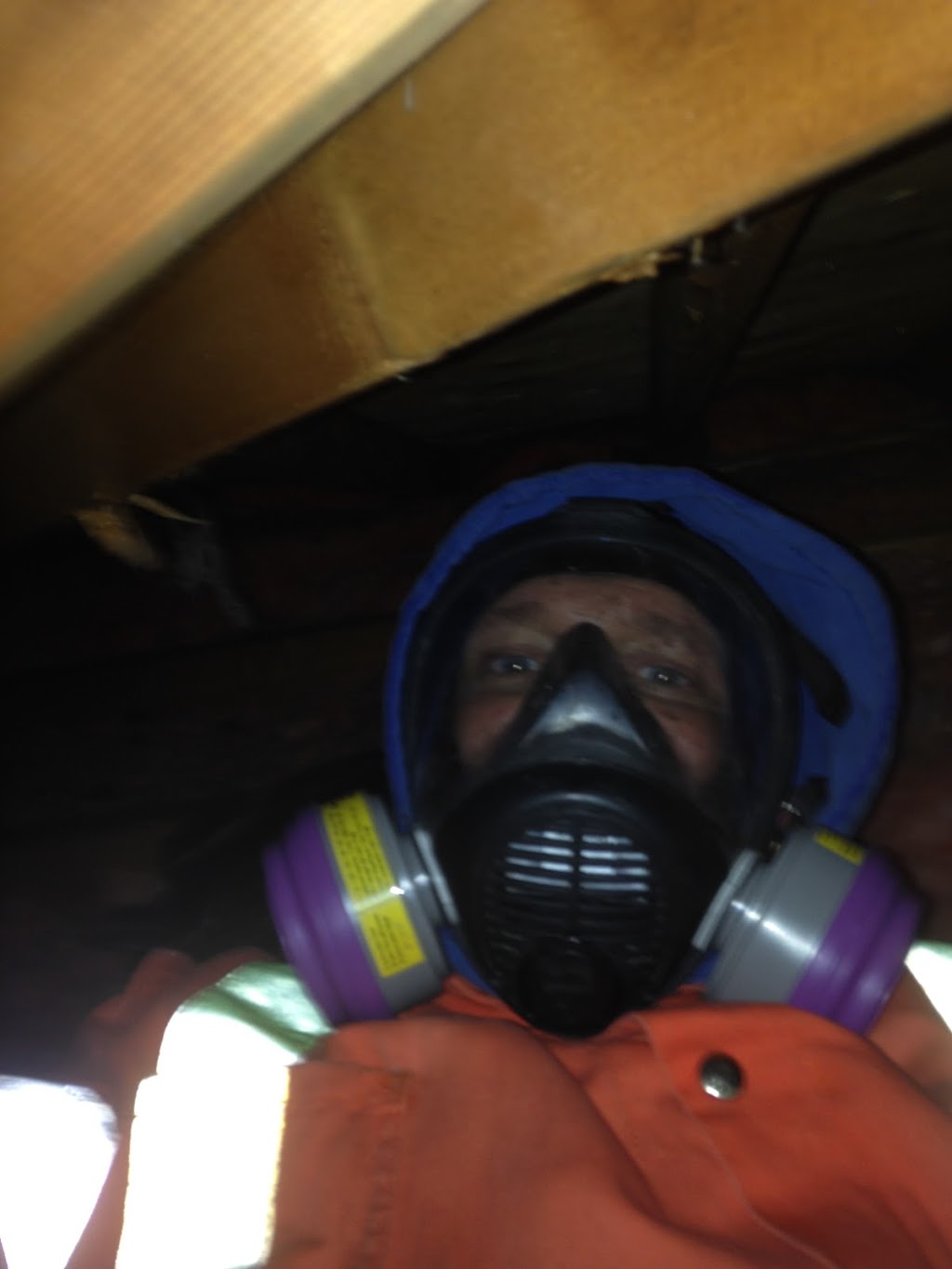 ICU Pest Control | 19 Francis St, Brantford, ON N3R 7H4, Canada | Phone: (519) 750-7378