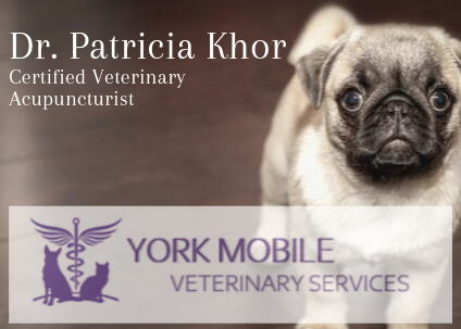York Mobile Veterinary Services | corner of mccowan rd and, Major Mackenzie Dr E, Markham, ON L6C 2L1, Canada | Phone: (647) 953-0709