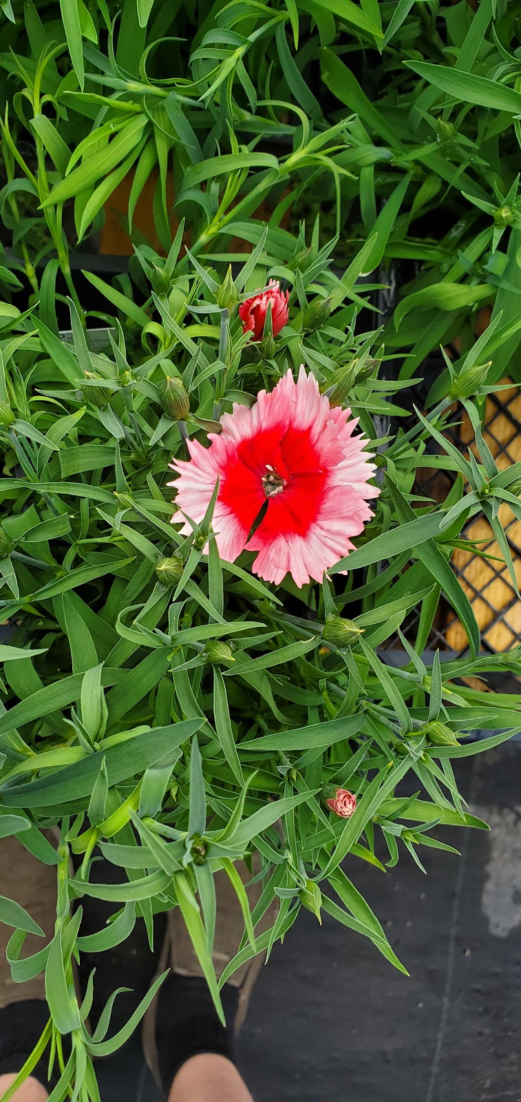 Temperate Garden | 101 Bonnechere St E, Eganville, ON K0J 1T0, Canada | Phone: (613) 628-1048