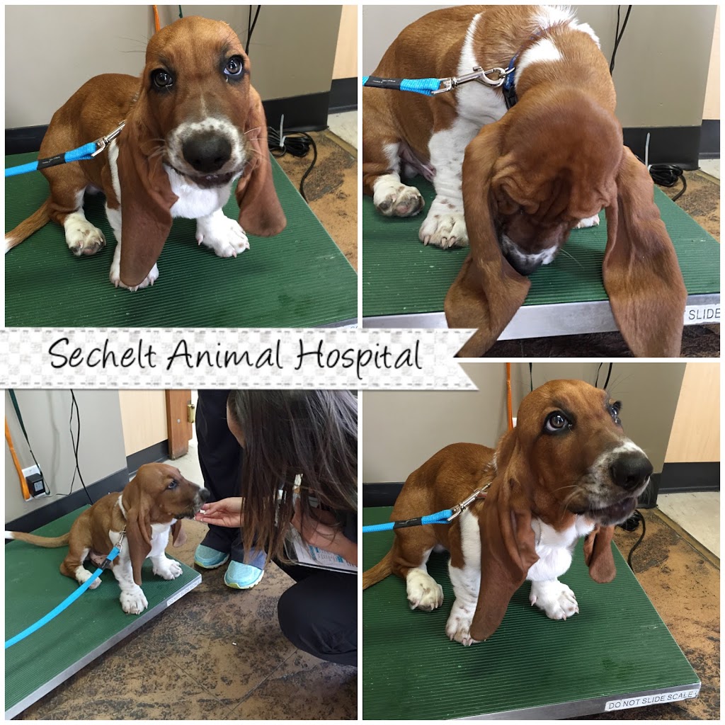Sechelt Animal Hospital | 5500 Wharf Ave, Sechelt, BC V0N 3A0, Canada | Phone: (604) 885-2309