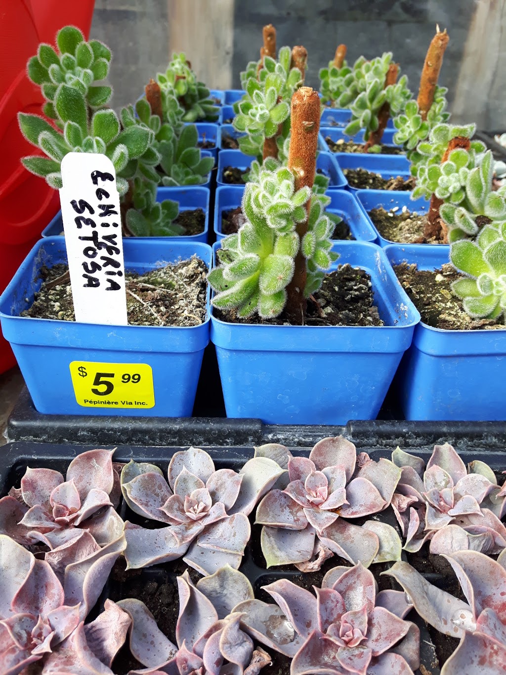 Pepiniere Via Inc Fleuriste | 2790, ch du Tremblay, Longueuil, QC J4N 1A8, Canada | Phone: (450) 468-6688
