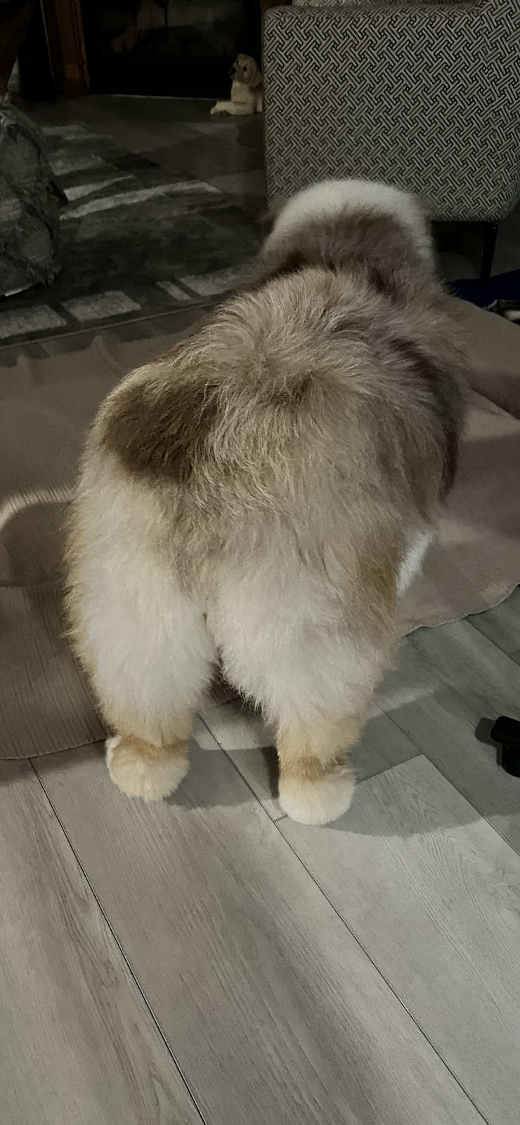 Amazing Pet Grooming | 383 Elgin St N Unit #1, Cambridge, ON N1R 8C1, Canada | Phone: (647) 368-7220