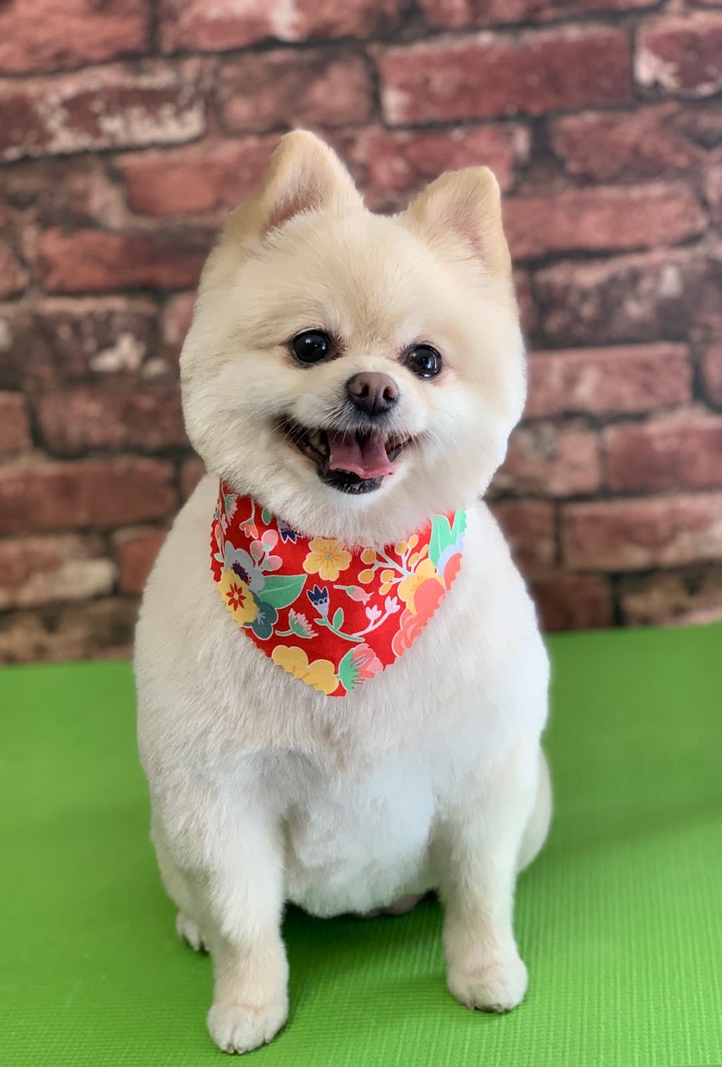 Happy Hounds Dog Grooming | 1 Westwood Wynd, Fort Saskatchewan, AB T8L 4L3, Canada | Phone: (780) 690-2033