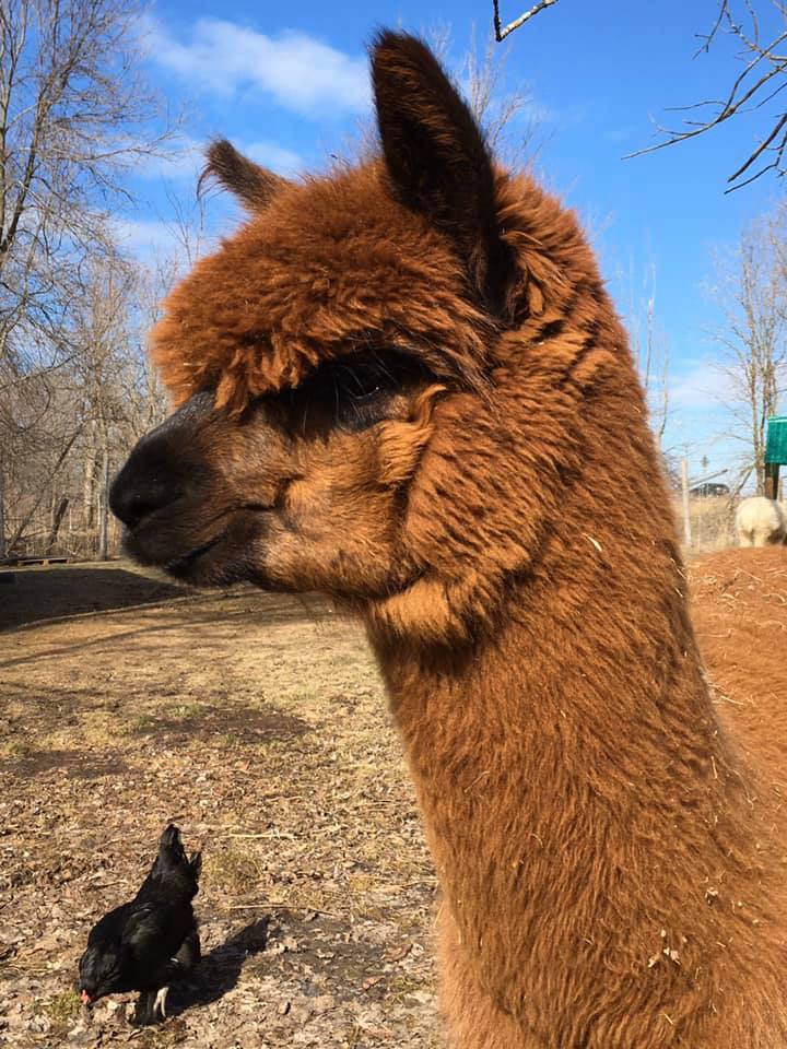 Alpaca Pachi inc. | 5 Mnt Fyfe, Saint-Constant, QC J5A 0M6, Canada | Phone: (450) 993-1482