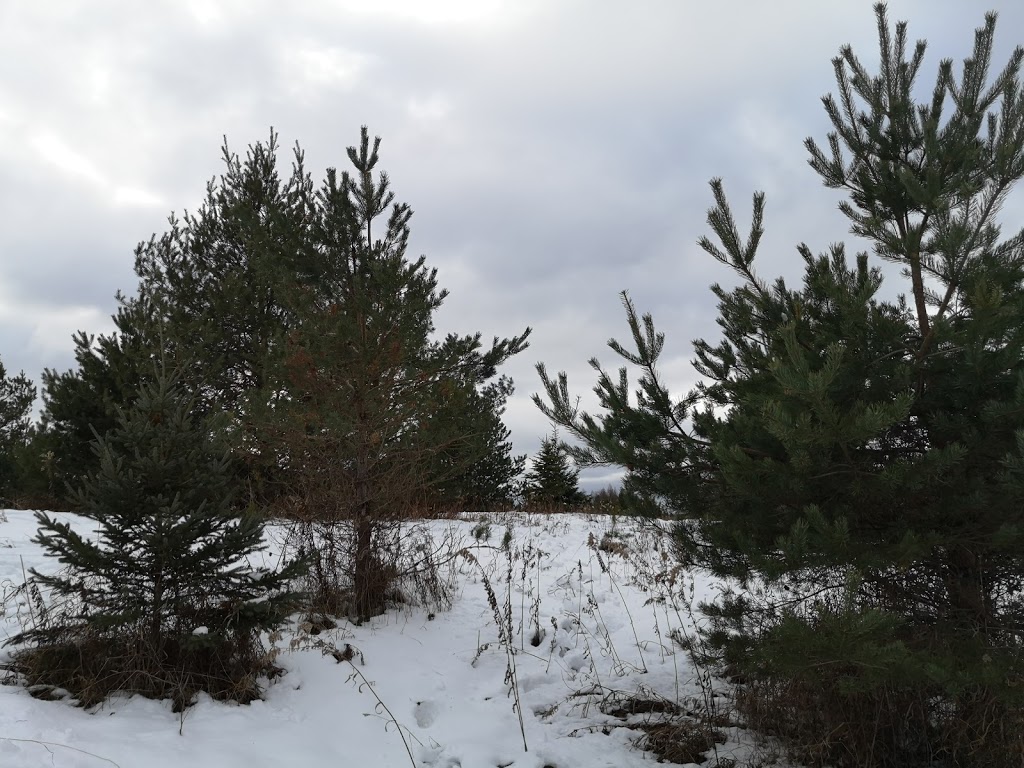 Forestells Christmas Trees | 4556 Sideroad 20 N, Puslinch, ON N0B 2J0, Canada | Phone: (519) 831-1942
