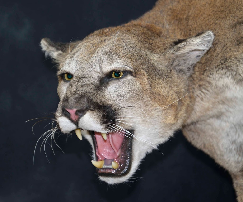 Solitude Taxidermy | 53314 Range Rd 272, Parkland County, AB T7X 3B2, Canada | Phone: (780) 690-6911