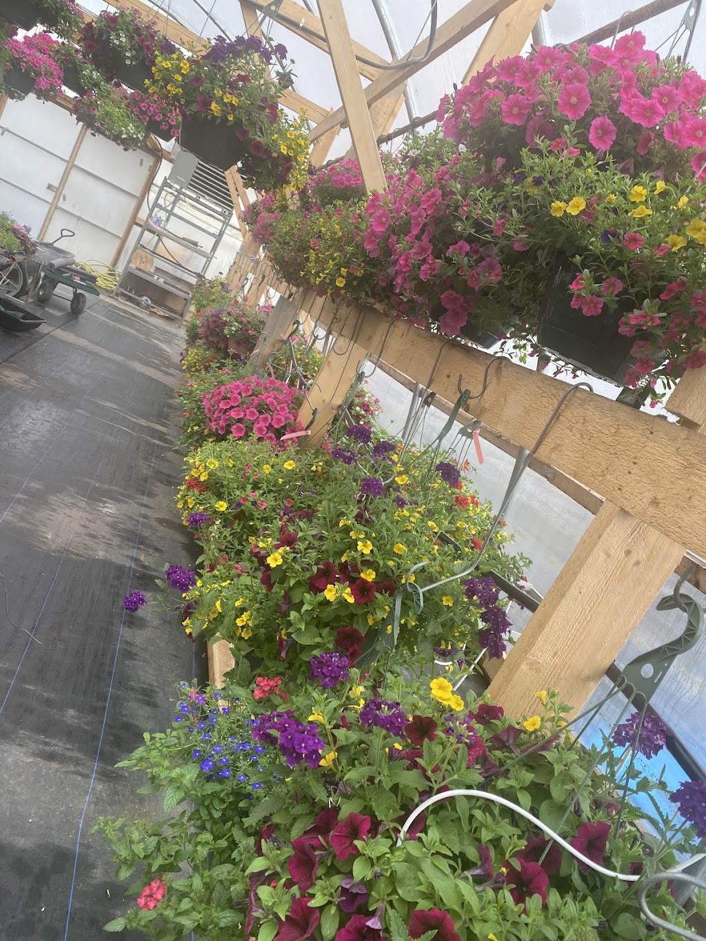 Grand Valley Nursery | 29655 Fraser Hwy, Abbotsford, BC V4X 1H2, Canada | Phone: (778) 878-7404