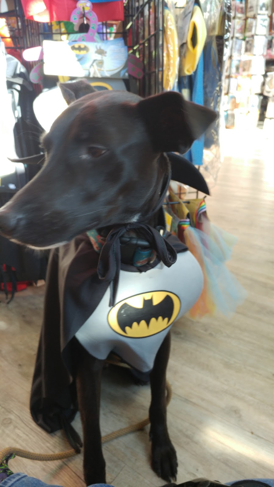 Bosleys by Pet Valu | 22745 Dewdney Trunk Rd, Maple Ridge, BC V2X 3K4, Canada | Phone: (604) 463-3855