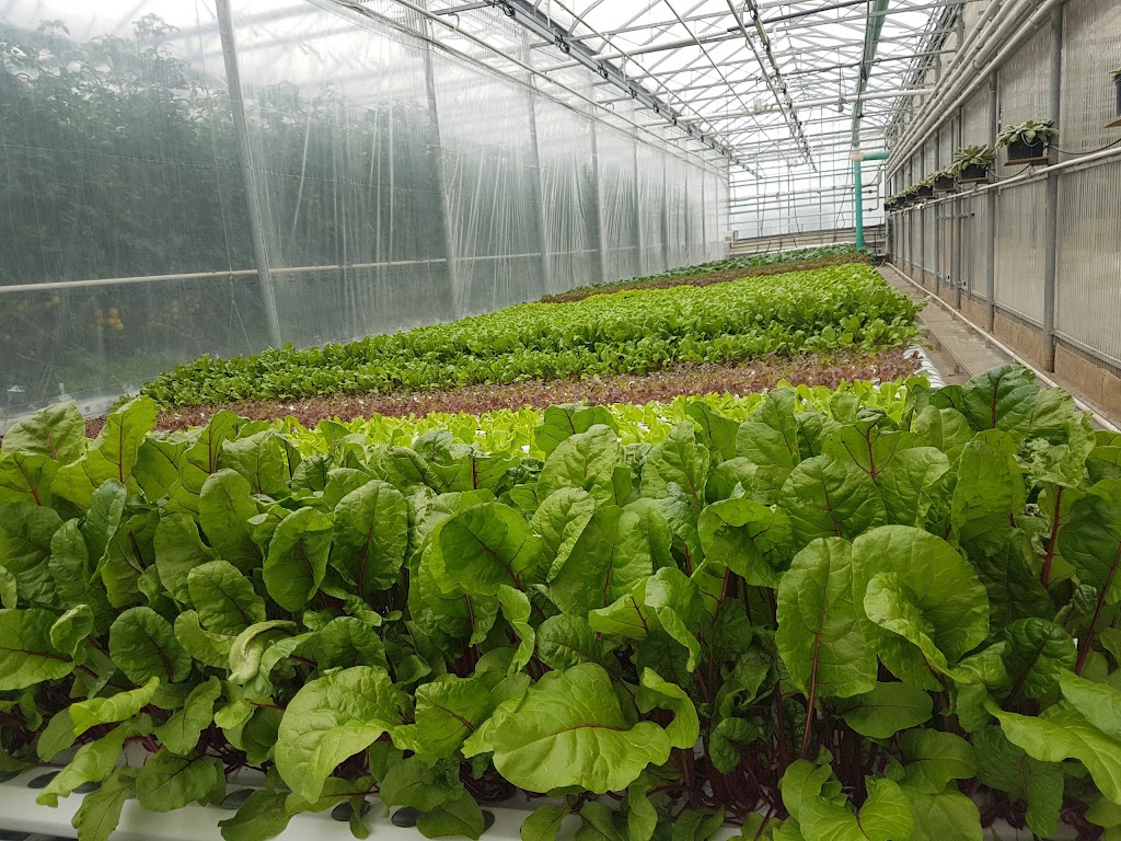 Gull Valley Greenhouses | 40120 Range Rd 283, Alberta T4M 0X7, Canada | Phone: (403) 885-2242