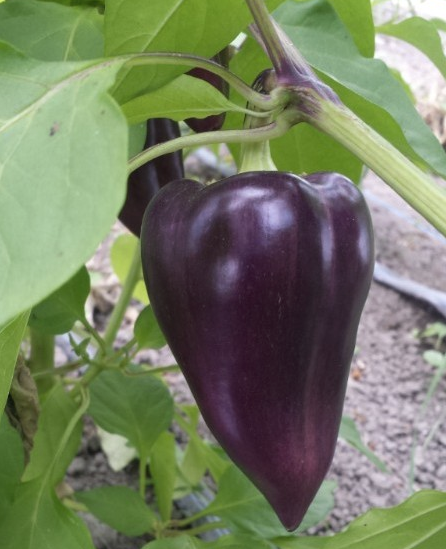 Field Good Farms | 1345 Levac Rd, Cache Bay, ON P0H 1G0, Canada | Phone: (705) 978-1664