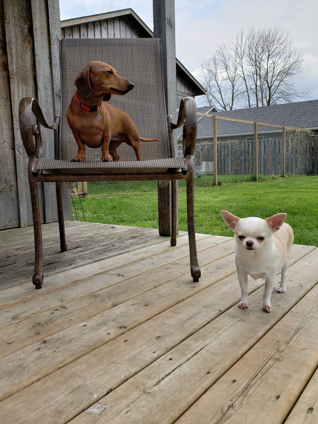 Rovers Ranch Dog Daycare and Boarding | 212 Norfolk St, Stratford, ON N5A 3Z2, Canada | Phone: (519) 271-5121