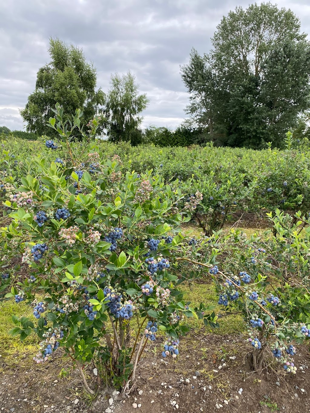 Khaira blueberry farm | point of interest | 12460 Blundell Rd, Richmond, BC V6W 1B3, Canada | 6047640454 OR +1 604-764-0454