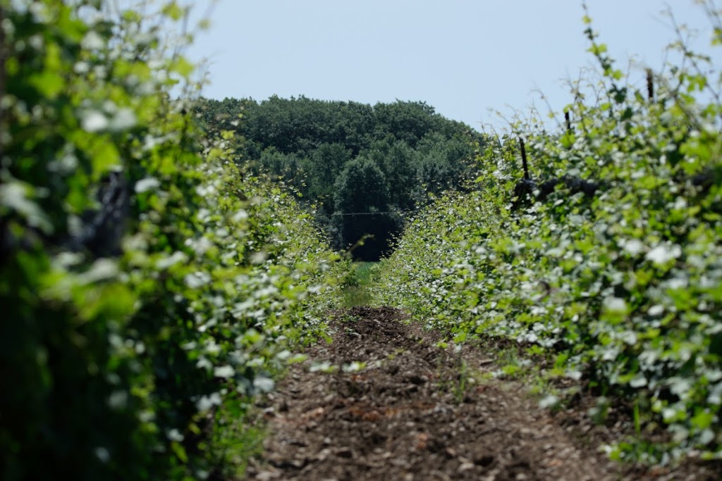 Huff Estates Winery & Inn | 2274 Prince Edward County Rd 1, Bloomfield, ON K0K 1G0, Canada | Phone: (613) 393-1414