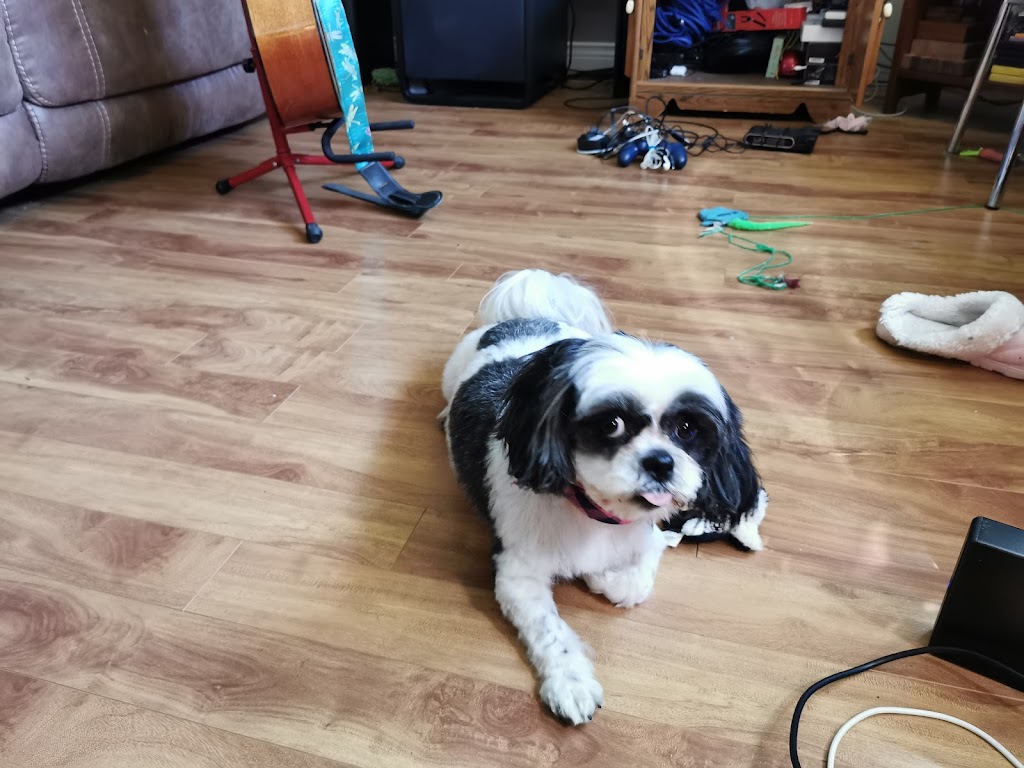 Khaleesis K9 Grooming | 429 Dover Rd, Dieppe, NB E1A 7L7, Canada | Phone: (506) 232-3005