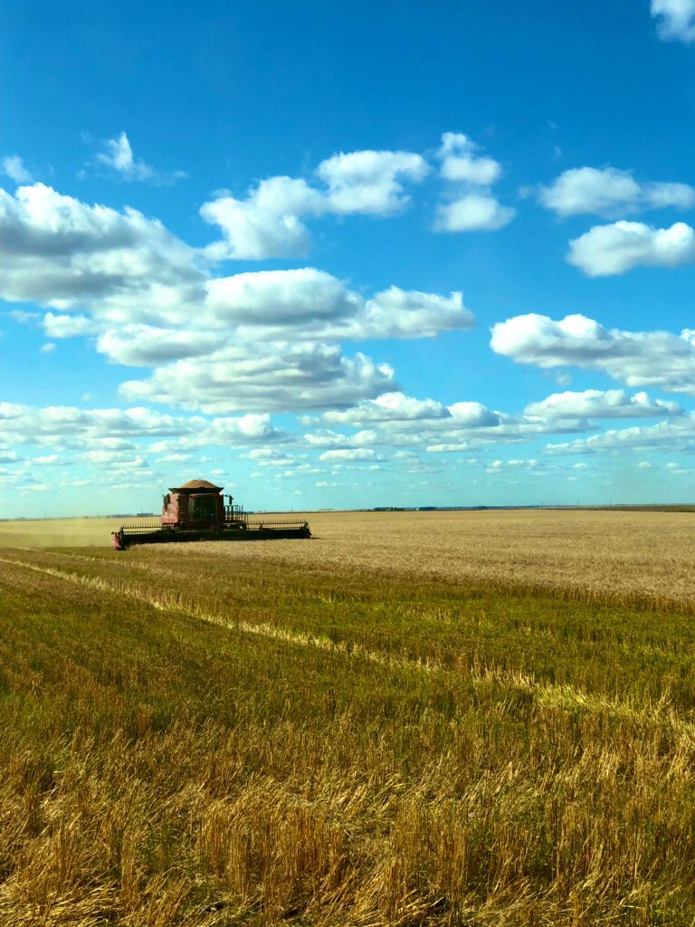 Blumer Seeds | HWY 44, SK-42, Dinsmore, SK S0L 0T0, Canada | Phone: (306) 460-7744