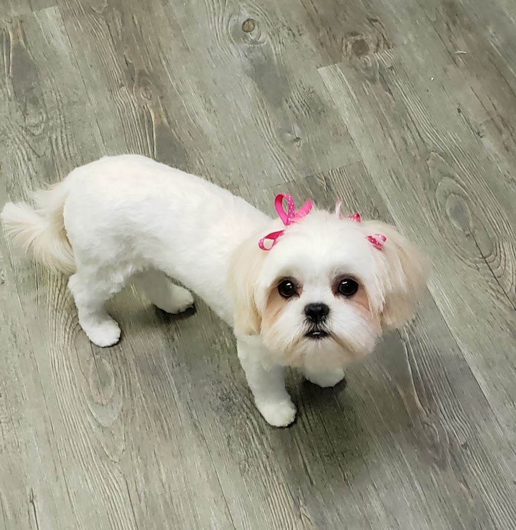 Pampered Paws | 244 Killaly St W, Port Colborne, ON L3K 6A6, Canada | Phone: (289) 690-5699