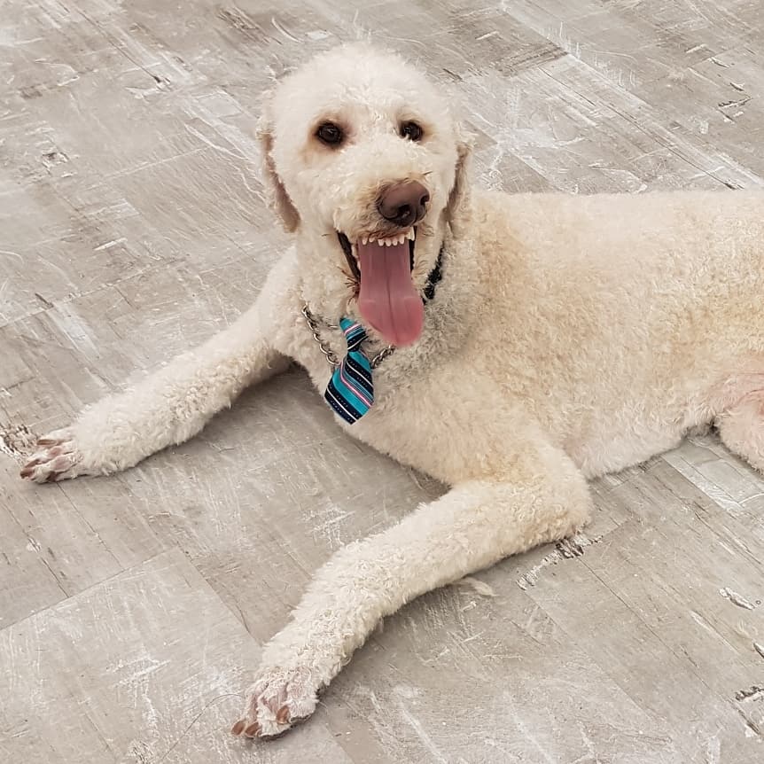 Platinum Pooch Salon | 618 King St E #2, Kitchener, ON N2G 2M1, Canada | Phone: (226) 789-0130