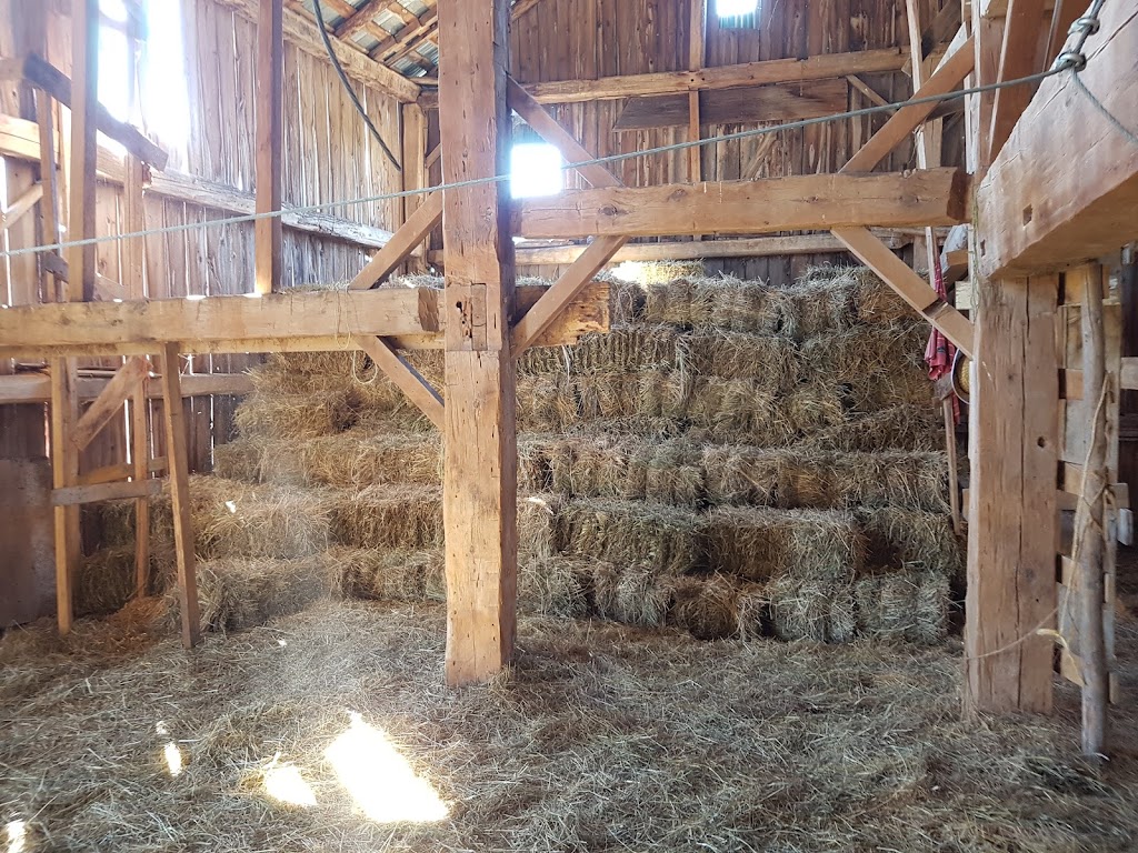Putnam Farms | 53 Huffman Rd, Yarker, ON K0K 3N0, Canada | Phone: (613) 817-6542