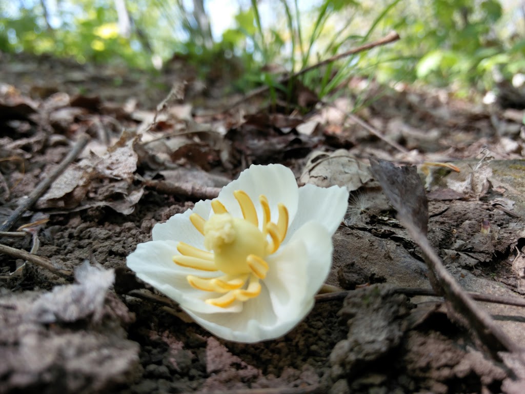 Kinsmen Park | Beamsville, ON L0R 1B0, Canada