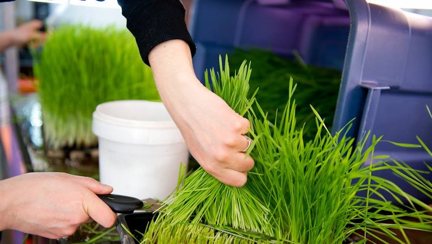 Herbe de blé Univert inc. | 201 Rue Marcel, Saint-Cuthbert, QC J0K 2C0, Canada | Phone: (450) 803-8042