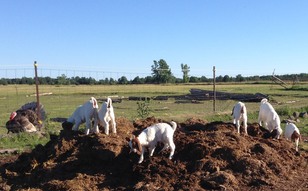 Farm 77 | 1280 County Rd 7, Picton, ON K0K 2T0, Canada | Phone: (613) 970-1156
