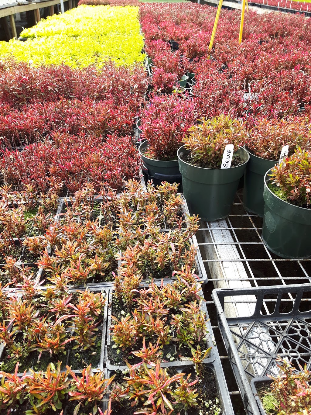 Pepiniere Via Inc Fleuriste | 2790, ch du Tremblay, Longueuil, QC J4N 1A8, Canada | Phone: (450) 468-6688