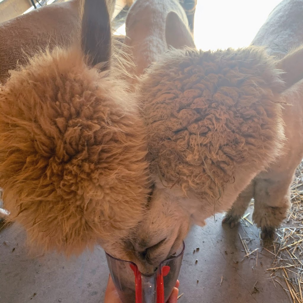 Silver Birch Alpacas | 4650 County Rd 9, Greater Napanee, ON K7R 3K8, Canada | Phone: (416) 802-7750