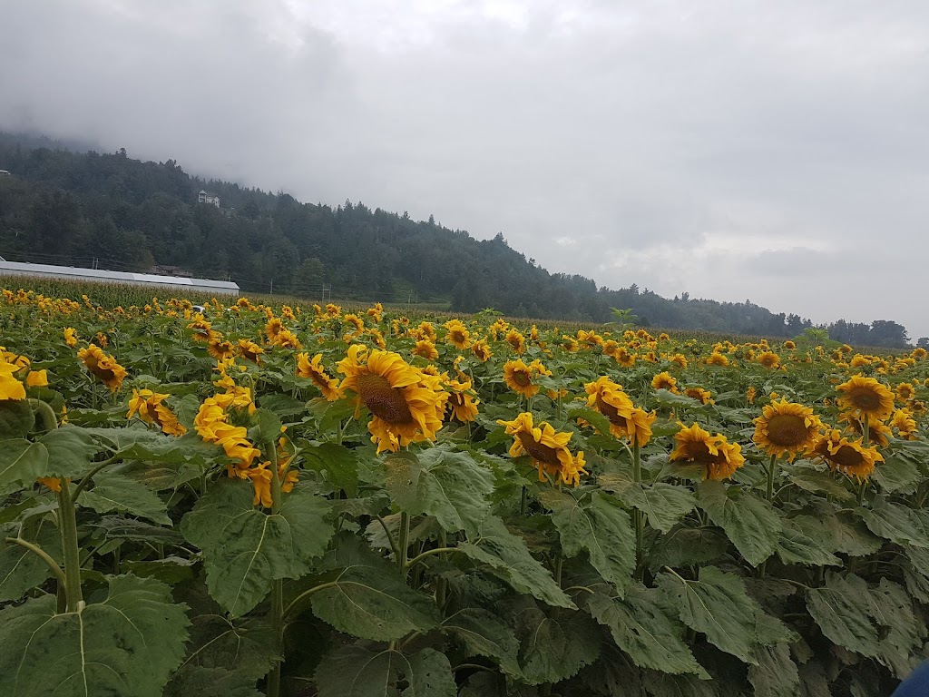 Yarrow Ecovillage | 42312 Yarrow Central Rd, Chilliwack, BC V2R 5E2, Canada | Phone: (604) 823-0232