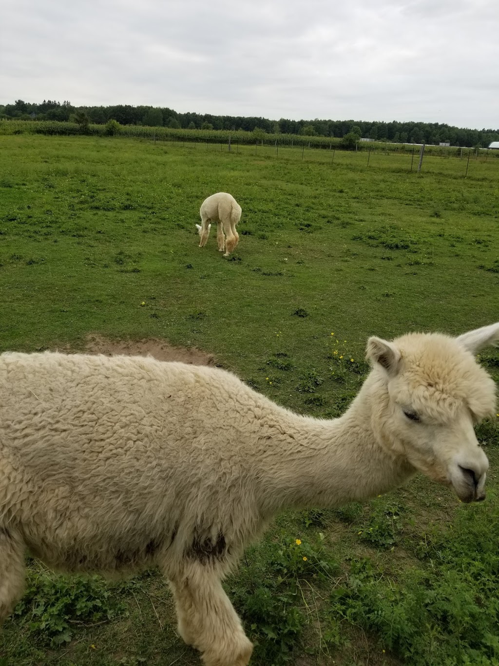 Willow Lane Alpacas | 44 Québec Rte 148, Bristol, QC J0X 1G0, Canada | Phone: (819) 647-5402