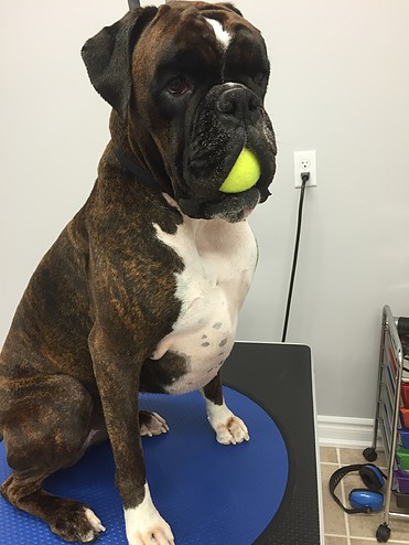 Puppy Cuts & Care | 380 Tower Hill Rd #15, Richmond Hill, ON L4E 0T8, Canada | Phone: (905) 237-8873