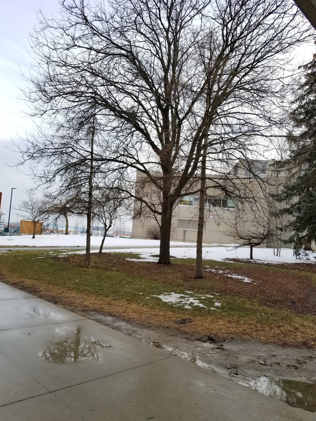 Sheridan College - Davis Library | J-Wing, 7899 McLaughlin Rd, Brampton, ON L6Y 5H9, Canada | Phone: (905) 459-7533