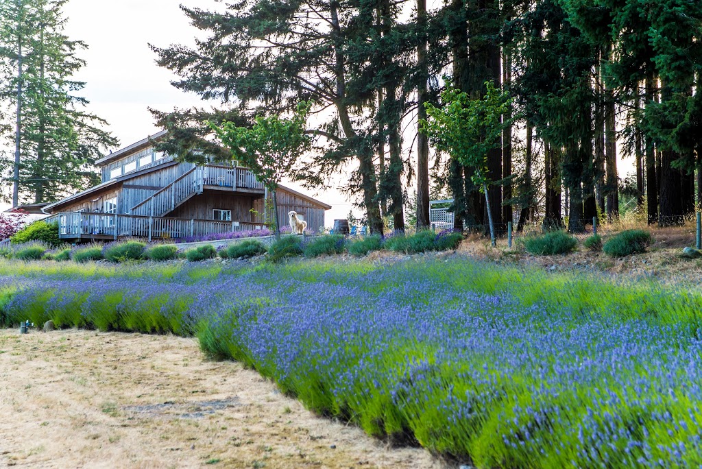 Damali Lavender & Winery | 3500 Telegraph Rd, Cobble Hill, BC V0R 1L4, Canada | Phone: (250) 743-4100