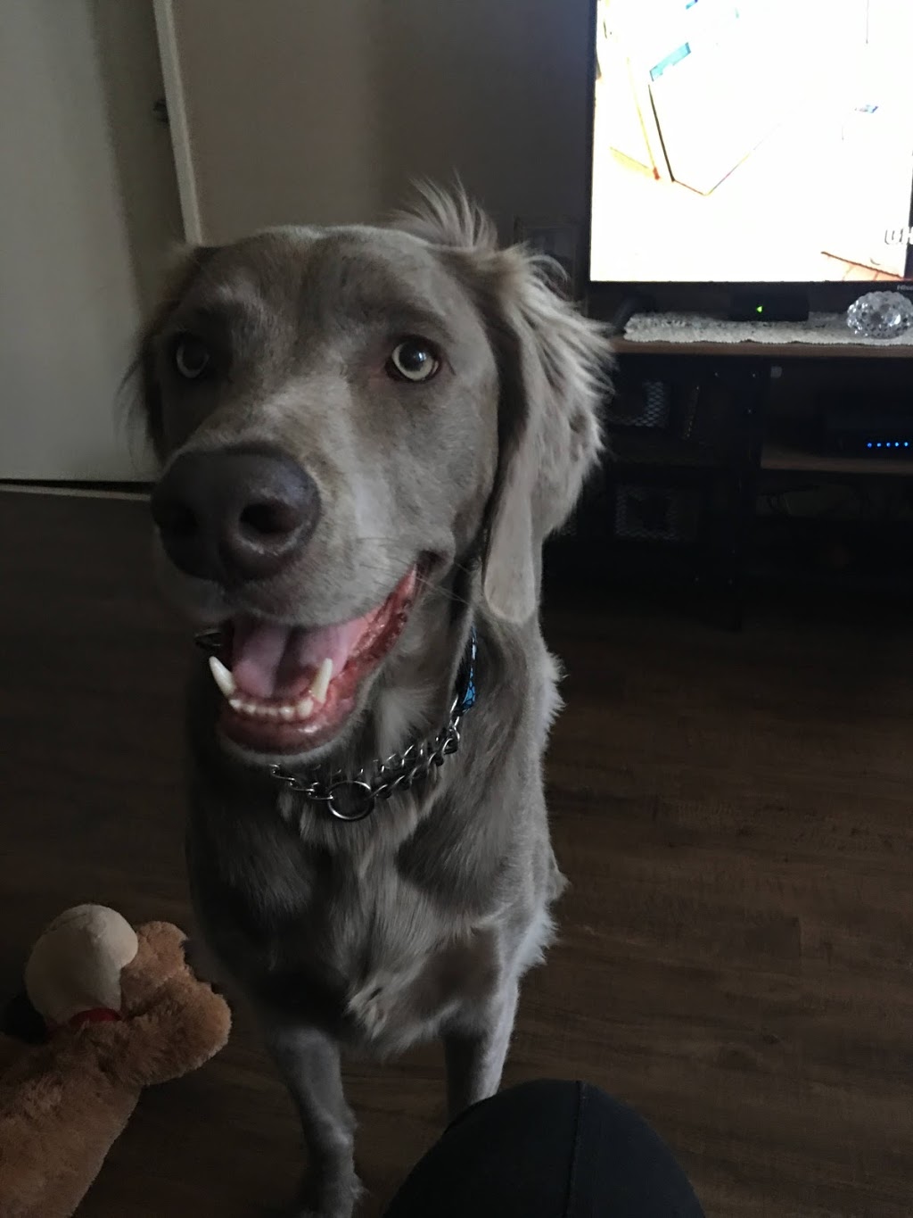 Smallpaws Bigpaws | 1180 Dorval Dr Unit 205, Oakville, ON L6M 3G1, Canada | Phone: (289) 259-9997