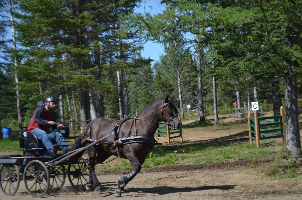 Attelage Performance Quebec | 2161 Chemin de Bélair, Québec, QC G3J 0A6, Canada | Phone: (418) 803-4220