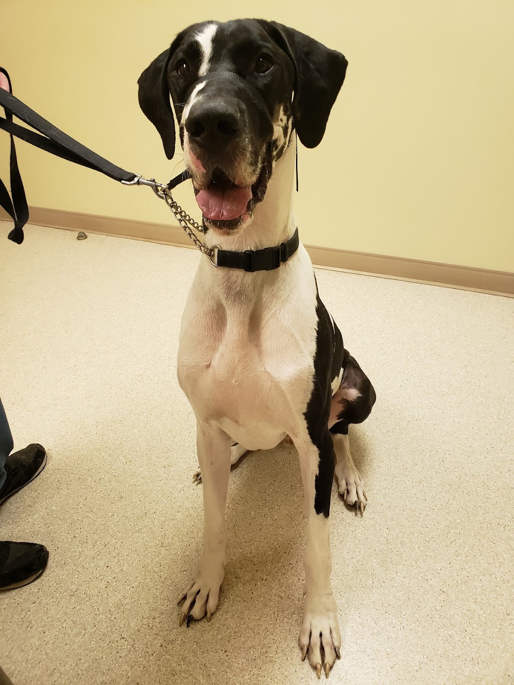 Animal Care Clinic | 1242 Queen St W, Brampton, ON L6X 0B2, Canada | Phone: (905) 451-2800