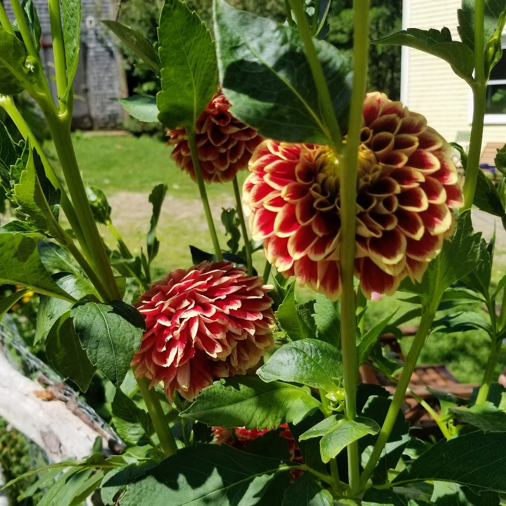 Little Tree Farm | 175 Sarty Rd, New Germany, NS B0R 1E0, Canada | Phone: (902) 717-0003