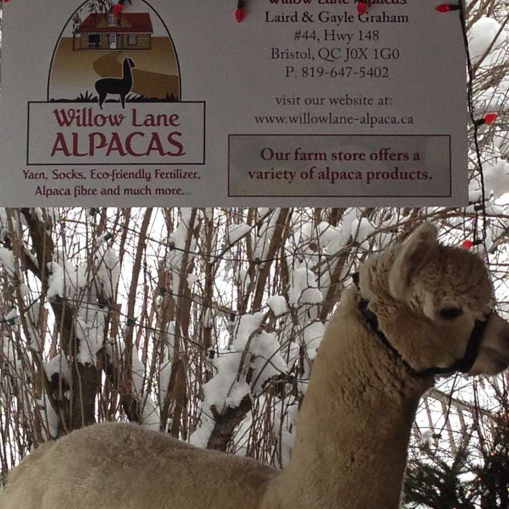 Willow Lane Alpacas | 44 Québec Rte 148, Bristol, QC J0X 1G0, Canada | Phone: (819) 647-5402