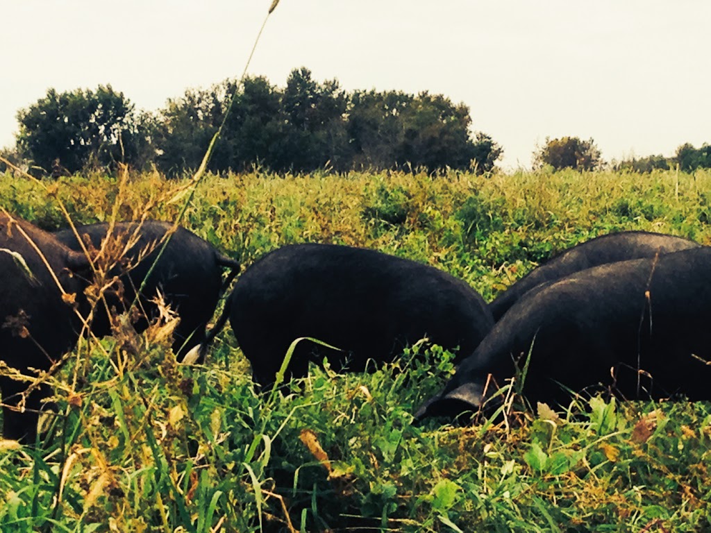 Jobin Ranch | 36052 Rd 41 N mail: BOX 571, Saint Claude, MB R0G 1Z0, Canada | Phone: (204) 750-2373