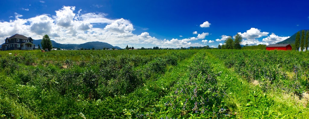 WINGREEN Farms - Wingreen International (Canada) Ltd. | 8539 River Rd S, Dewdney, BC V0M 1H0, Canada | Phone: (604) 370-1187