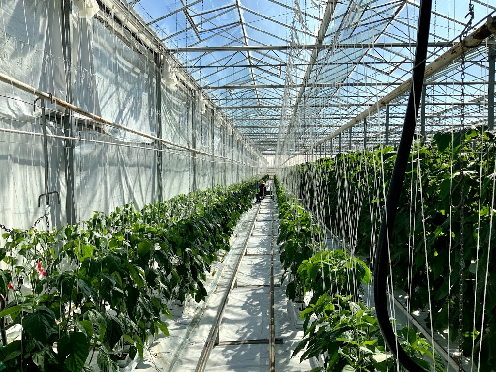 Canada Champion Farms Ltd. | 8871 Sidaway Rd, Richmond, BC V6W 1G7, Canada | Phone: (604) 270-1297
